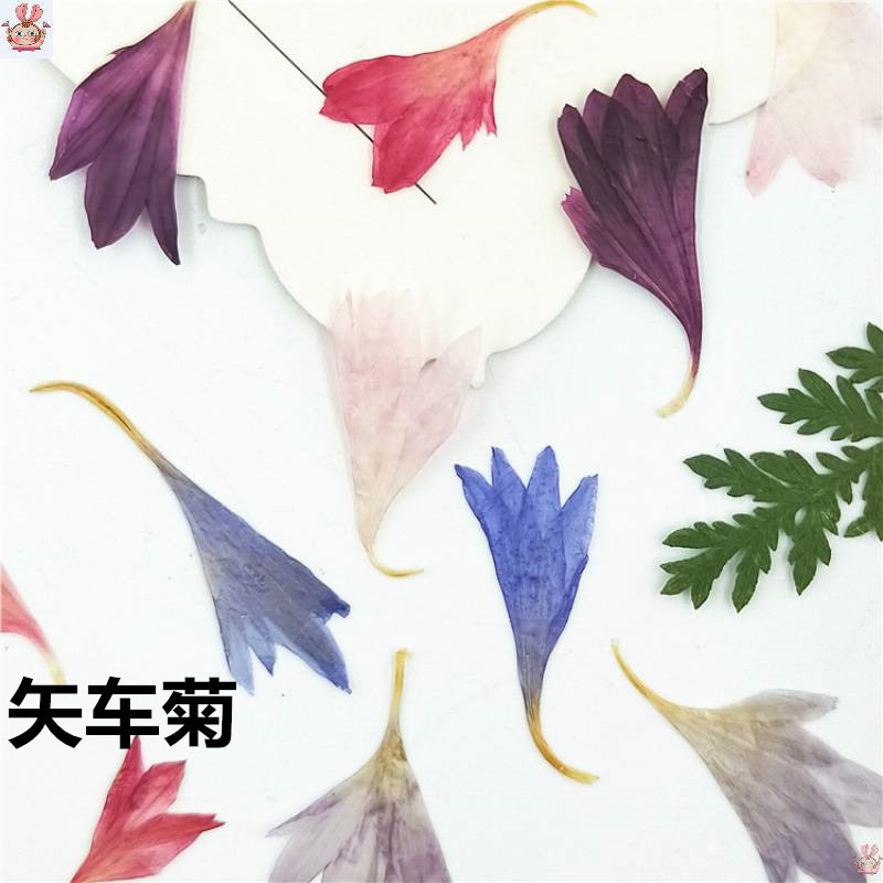 Resin Art Baby - 20 spécimens de plantes, pétales de