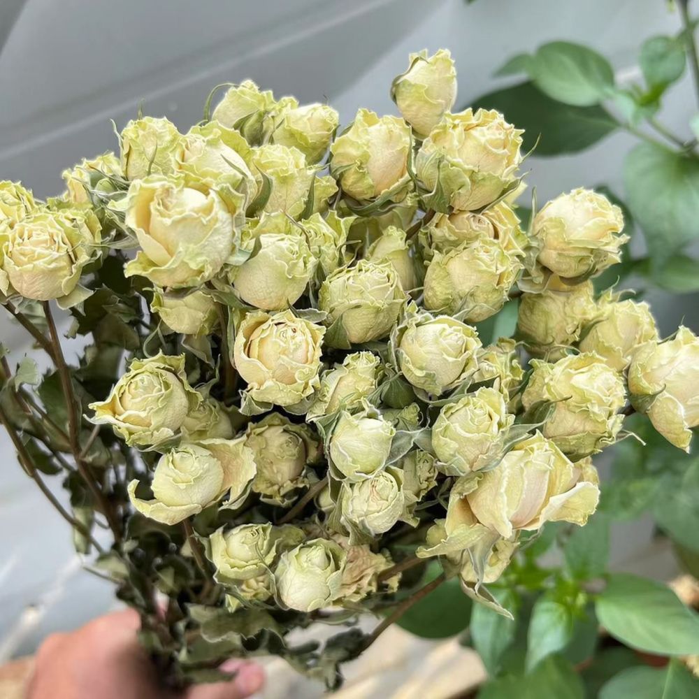 Vrais roses séchées, bouquet d - Resin Art Rose avis et prix