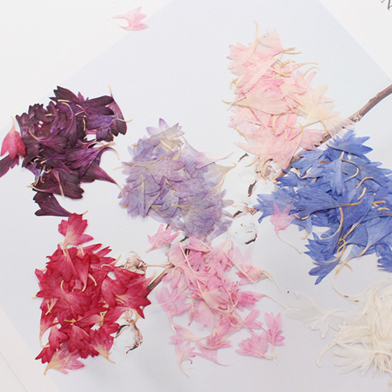 20 spécimens de plantes, pétal - Resin Art Baby avis et prix